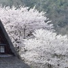 桜満開