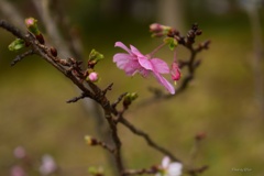 11月の十月桜