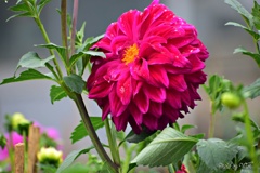 秋に咲く花