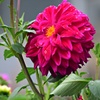 秋に咲く花