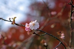 十月桜