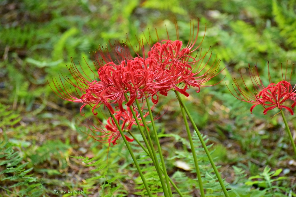 彼岸花