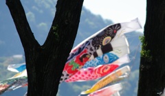 樹木の間から