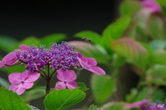 紫陽花に飛来者登場