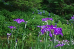 卯辰山花菖蒲園