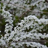 ユキヤナギ