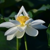 花粉採集