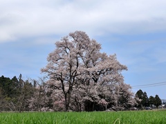 向野の桜