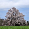 向野の桜