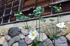9月の城端土蔵に咲くシュウメイギク