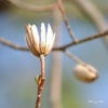 新たな芽吹き