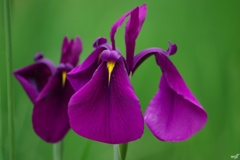 花菖蒲