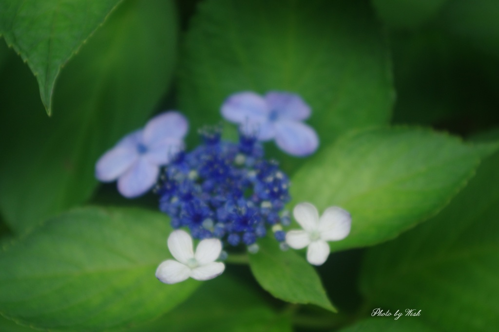 7月の紫陽花