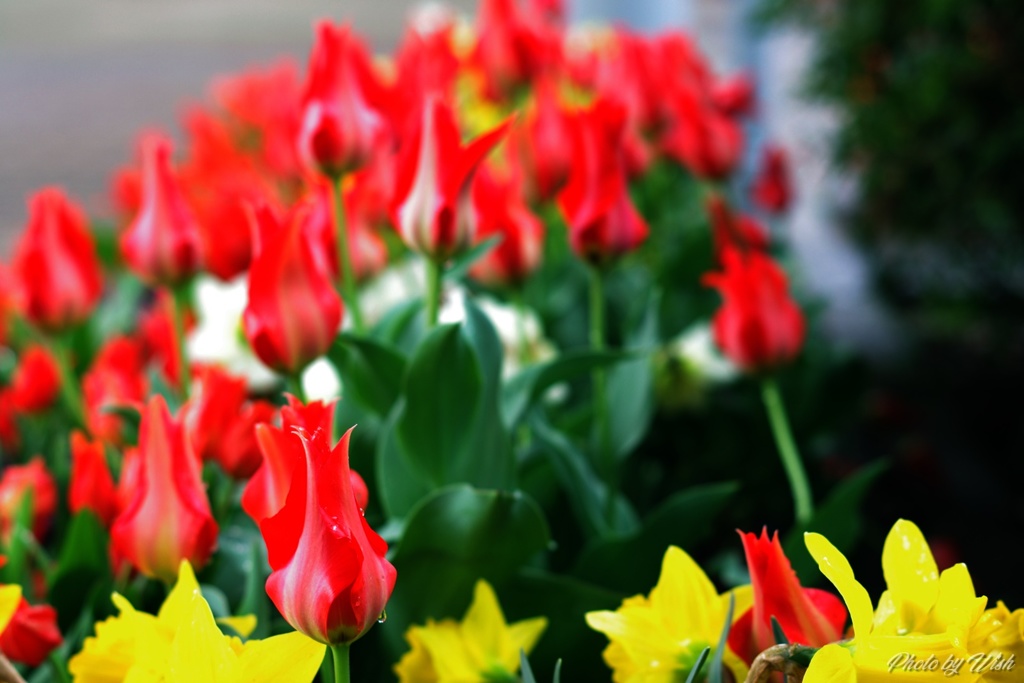 雨にも風にも負けずに