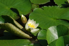 睡蓮：蕾と開花