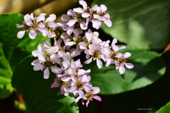 自宅に咲く花