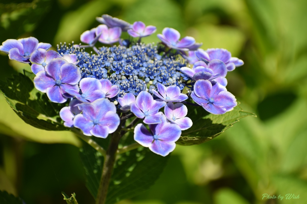 紫陽花