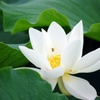 蓮花とミツバチ