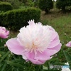 芍薬