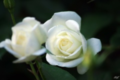 秋薔薇