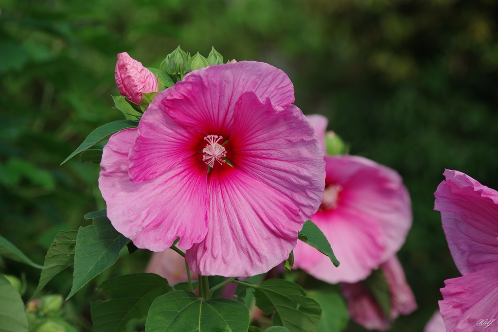 大輪の花