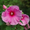 大輪の花