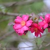 山茶花