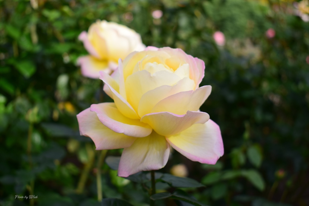11月の薔薇