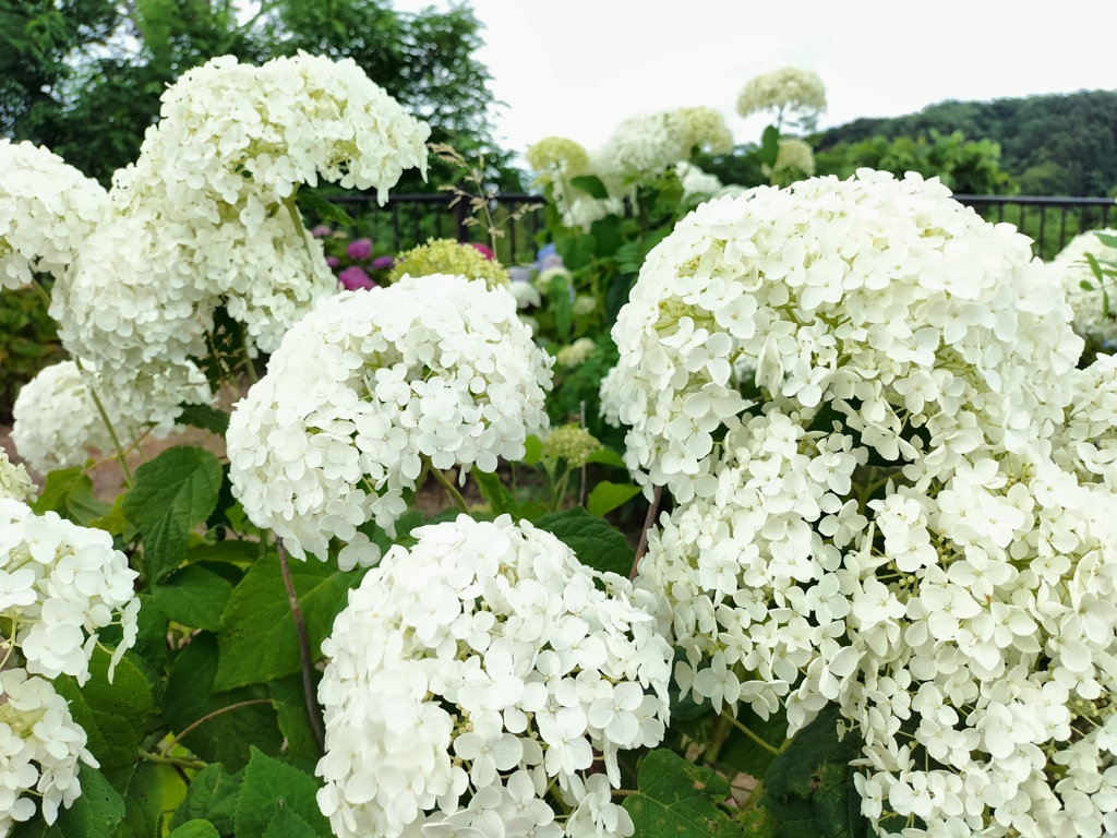 アナベル