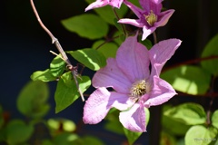 ピンク色のクレマチス