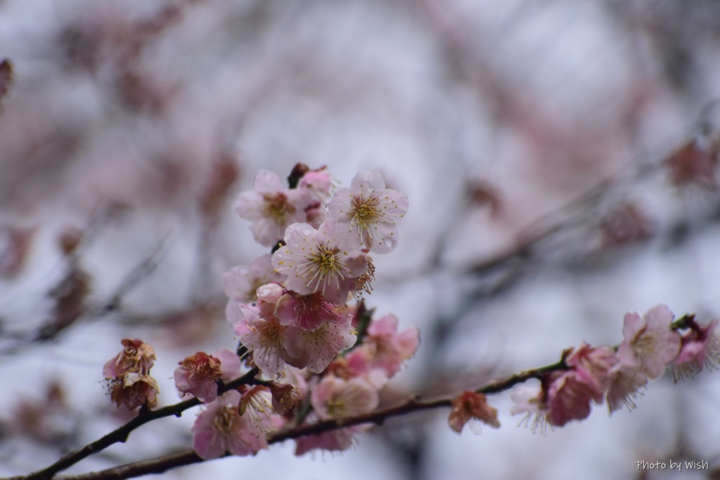 雨上がりの梅花