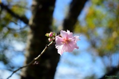 十月桜