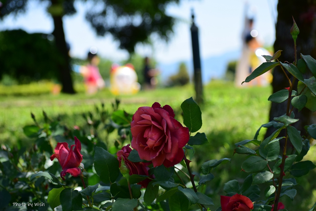 薔薇園から見る風景