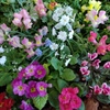春の花々