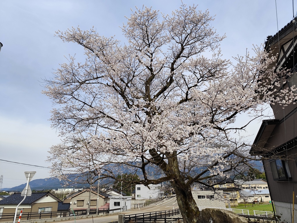 出丸桜