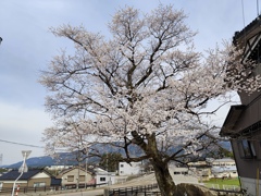 出丸桜