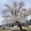 出丸桜