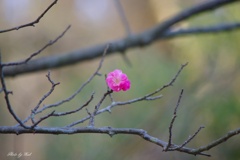 二輪の紅梅
