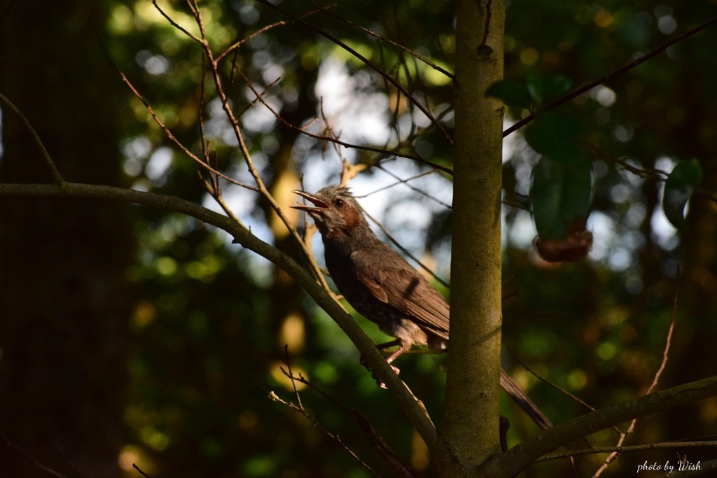 木漏れ日の中で