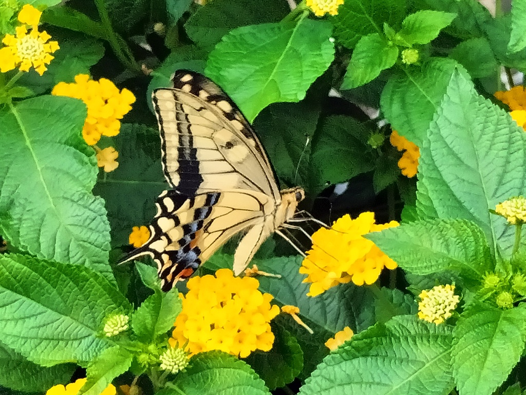 花蜜に夢中②
