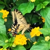 花蜜に夢中②