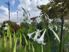 白百合