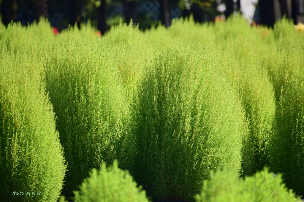 Green　