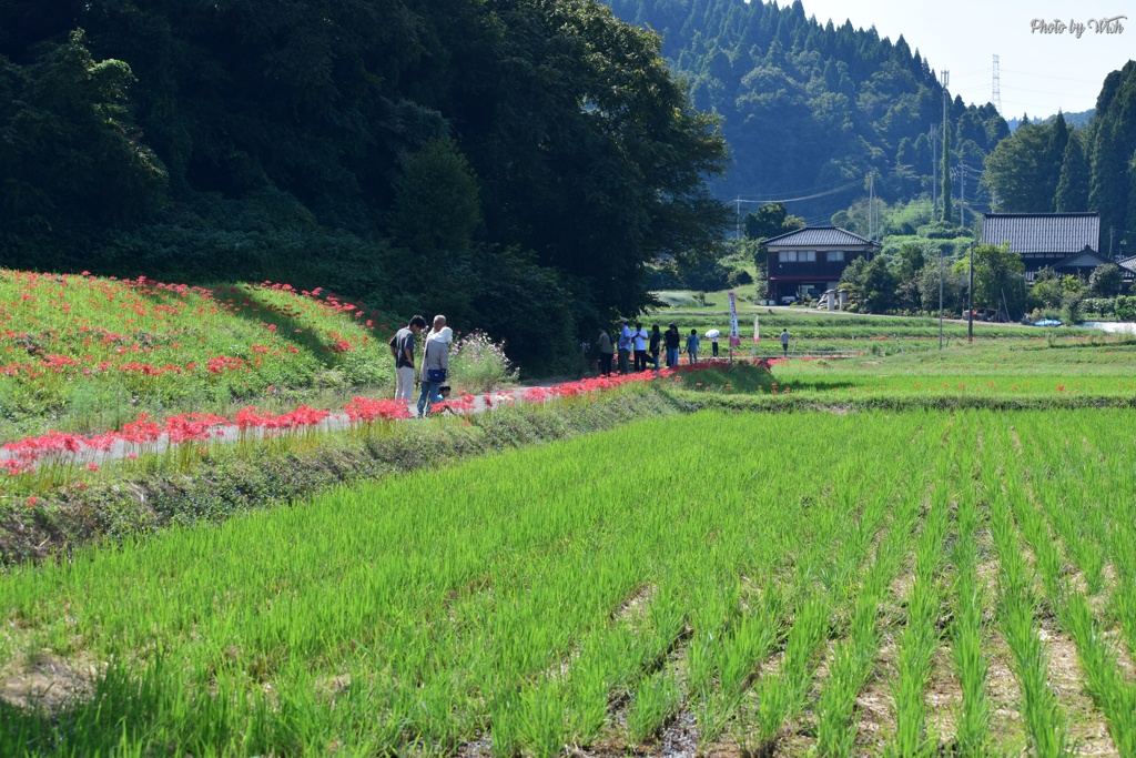のどかな風景
