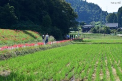 のどかな風景