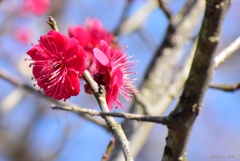 紅