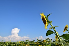 夏空とひまわり