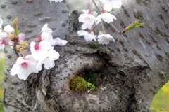花見雨蛙