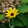 小さな一輪の花