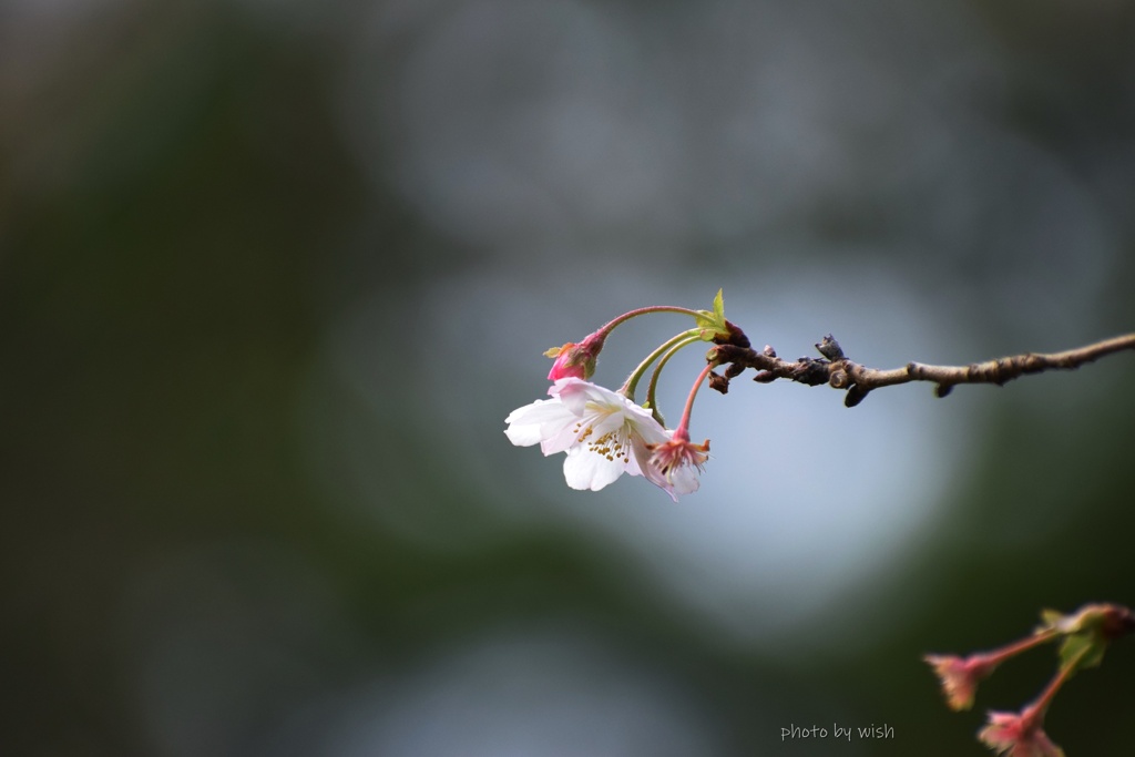 一輪の花